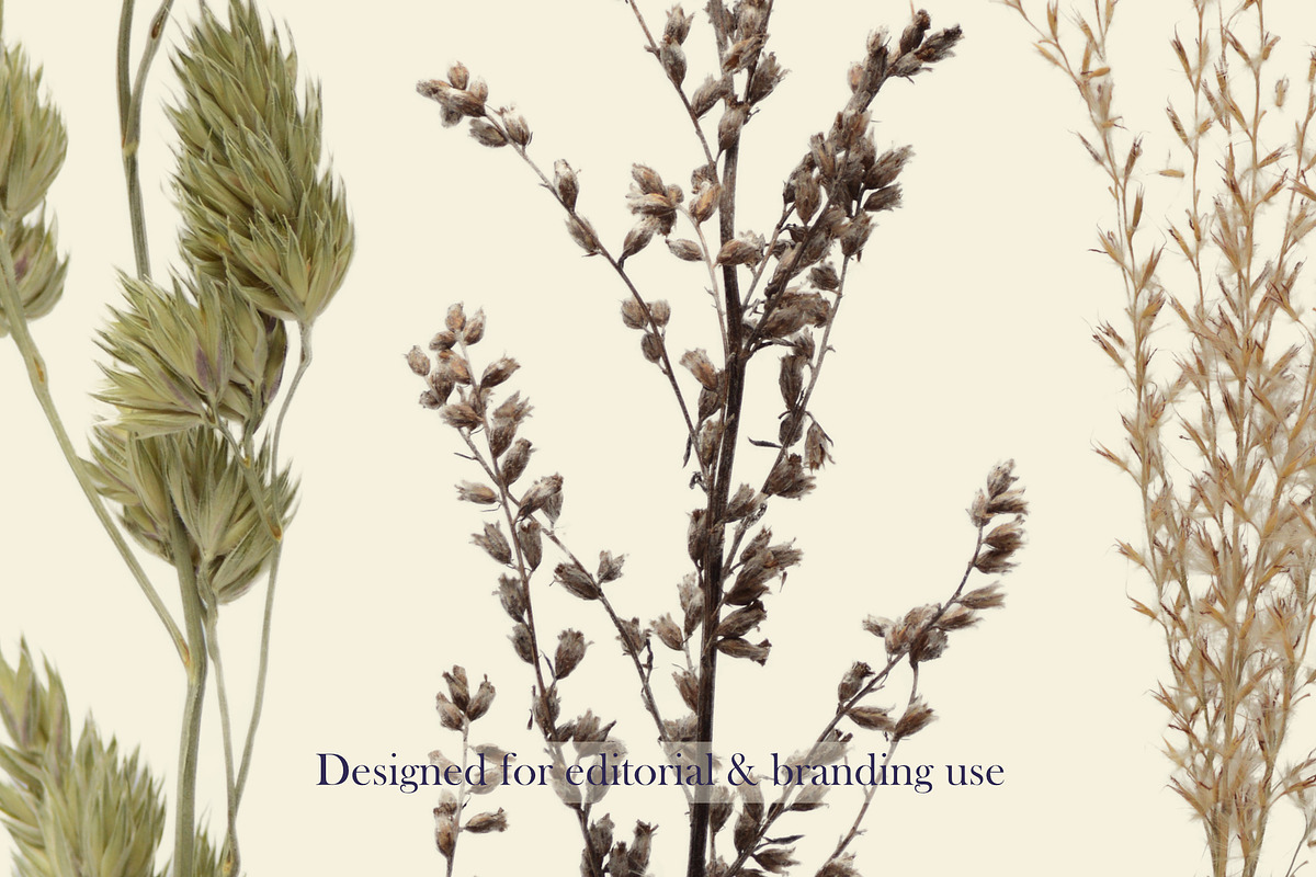 Airy Grassland — Fine Grasses & Seed, an Object Graphic by Aga Silva (Photo 5 of 5)