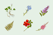 Flowers Illustration Bundle, a Decorative Illustration by Schumacher Shop (Thumbnail 7 of 18)