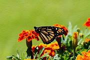 Artistic Oil Paint Effect Photoshop, an Action Add-On by liptouse (Thumbnail 6 of 9)