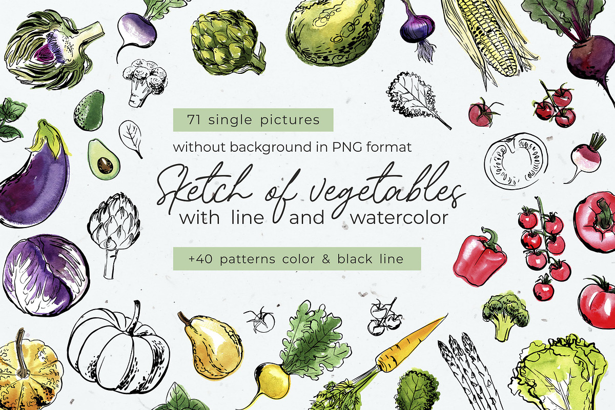 Vegetables vector sketch watercolor, a Food Illustration by irina.vaneeva (Photo 1 of 18)