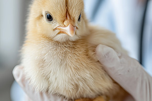 Fluffy yellow baby chick held by, an Animal Photo by MistyDay