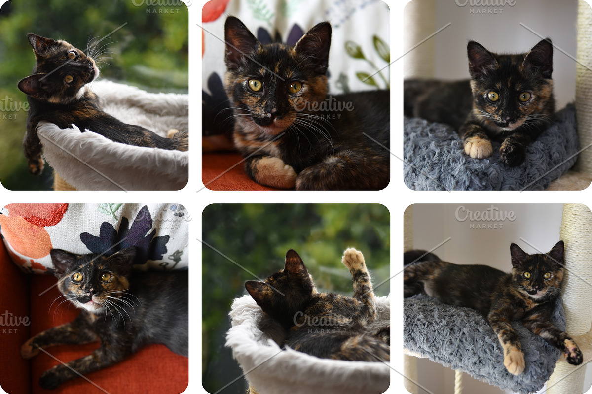 6 Image Bundle: Tortie Kitten, an Animal Photo by Happiestscone Photography (Photo 2 of 2)