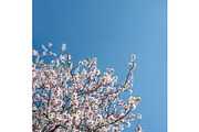 Blossoming almond trees, a Nature Photo by Fruits+Veggies (Thumbnail 6 of 17)