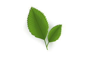 A vibrant pair of green leaves, an Illustration by Things for designers