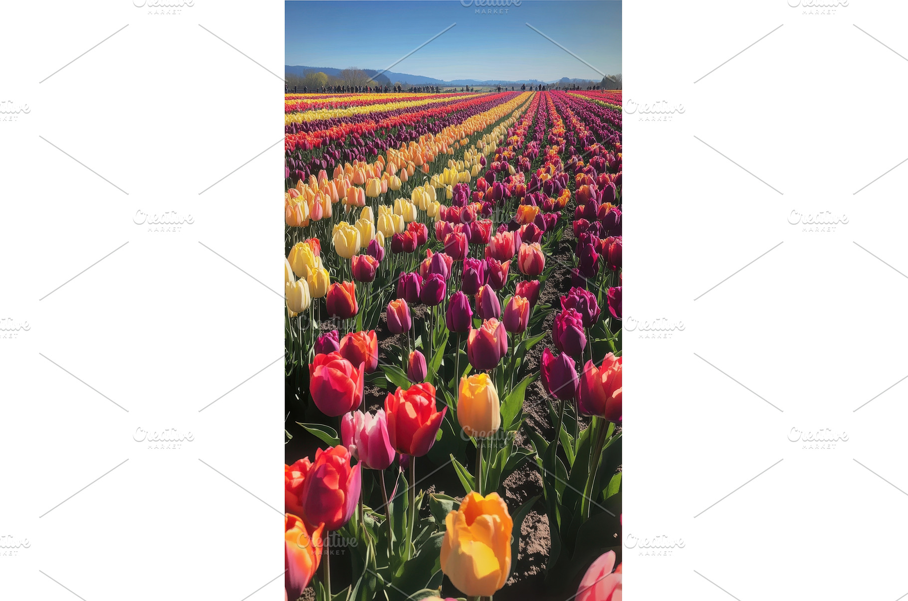 Colorful tulip field in springtime, a Nature Photo by Beautiful things
