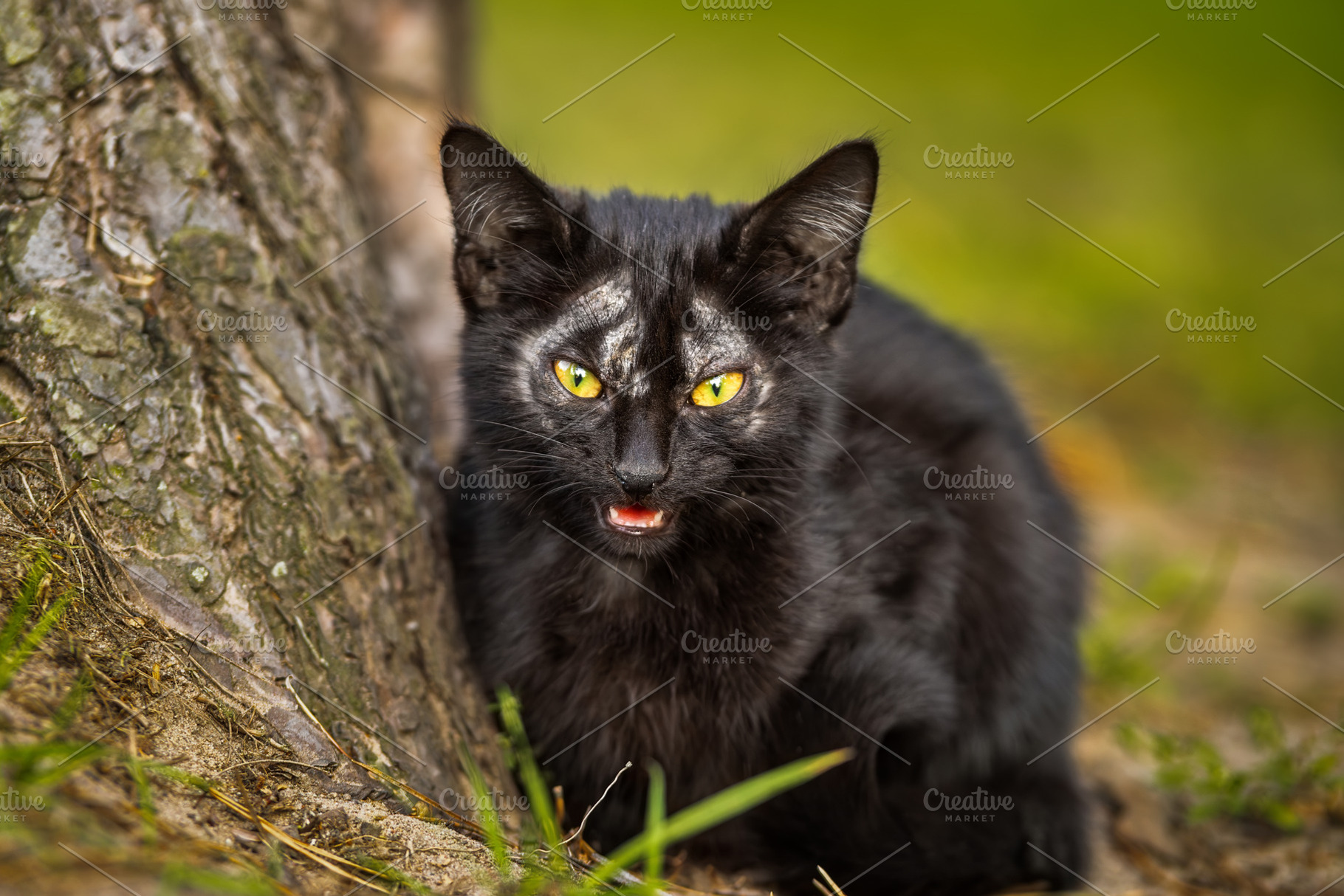 A black cute kitten is yawning and s, an Animal Photo by AlexBush