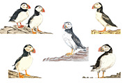 Puffins Seabird  paintings clipart, an Illustration by Doggy Days (Thumbnail 1 of 6)
