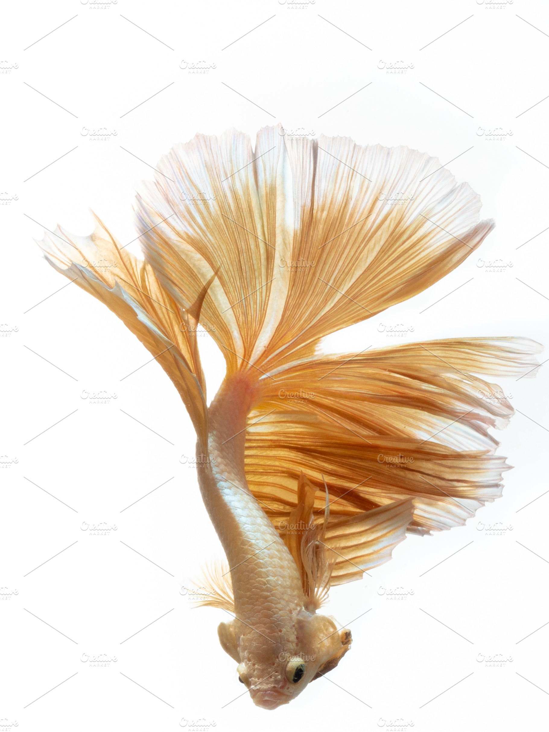 Yellow gold color of siamese fightin stock photo containing thailand and, an Animal Photo by coffeelover