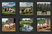 Farm Animal Life Background, a Background Graphic by protabsorkar11 (Thumbnail 7 of 8)