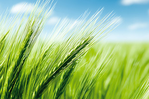 Close up of green wheat ears growing, an Industrial Photo by MistyDay