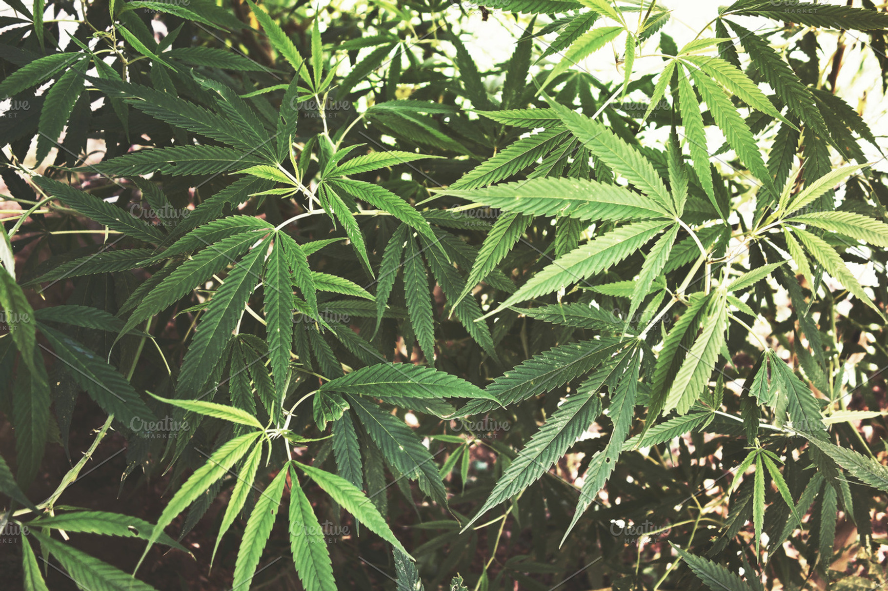 Marijuana featuring marijuana, hemp, and plant