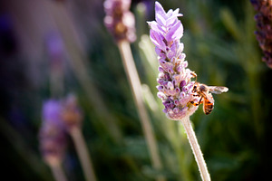 Bee on Lavender, a Nature Photo by THP Creative