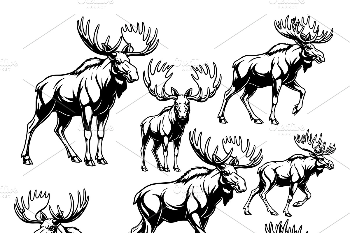 Collection of moose in various pose., an Animal Illustration by yod67