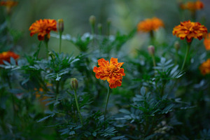 Blooming marigolds in the garden summer evening, a Nature Photo by ndanko