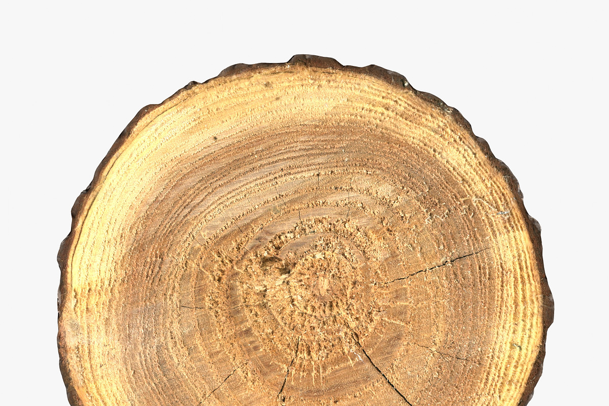 Wood Log Slice, an Environmental 3D Model by 3D_PikNik (Photo 6 of 15)