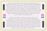 Silkrose - Delicate Display Font, a Sans Serif Font by Artflorara (Thumbnail 7 of 14)