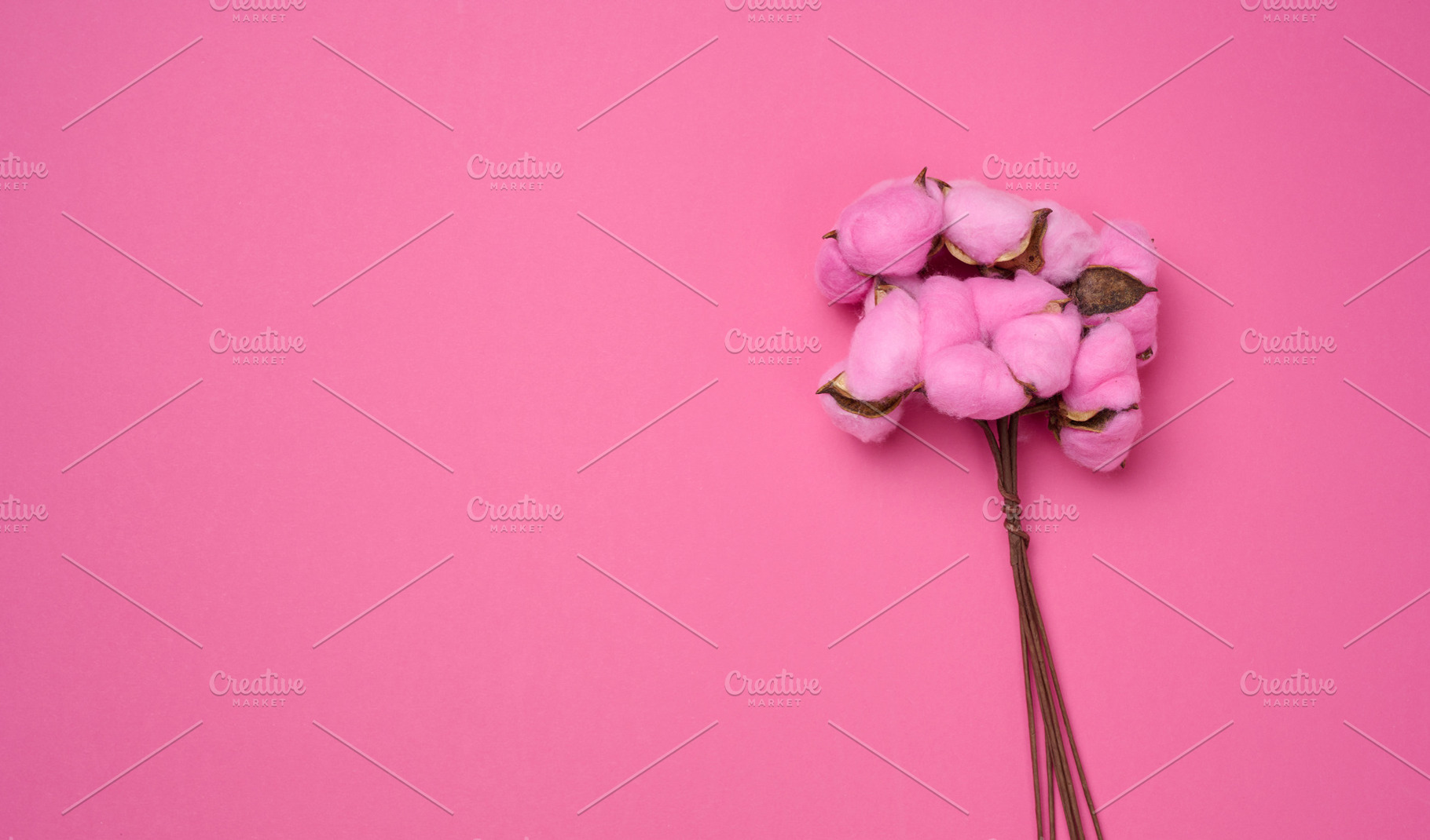 Pink cotton flower on a pink paper background, overhead. Minimal, a Nature Photo by ndanko