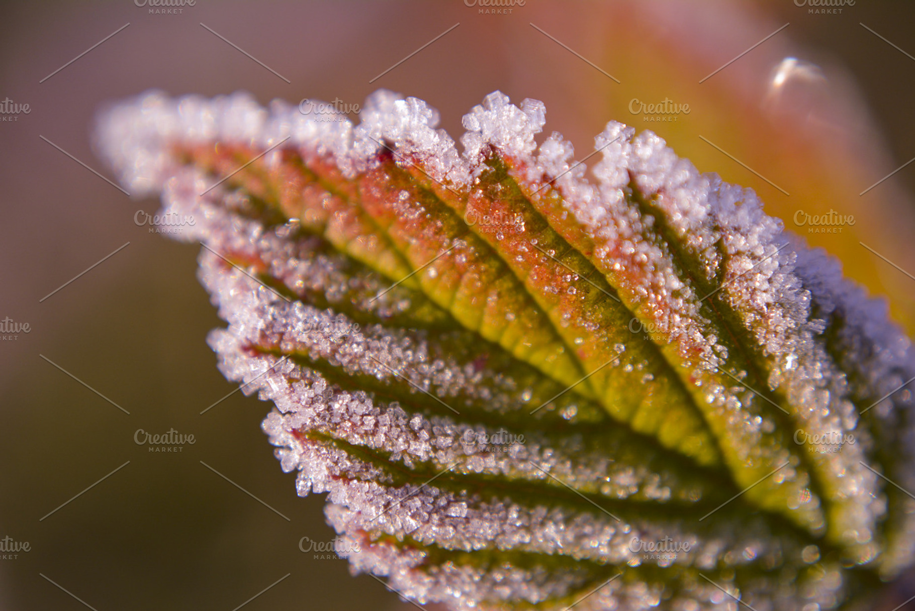 Frosty Leaf