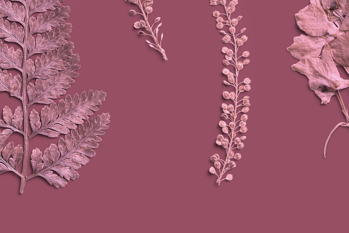 Rose Quartz Pressed Botanical PNG, an Object Graphic by Custom Scene (Photo 6 of 8)