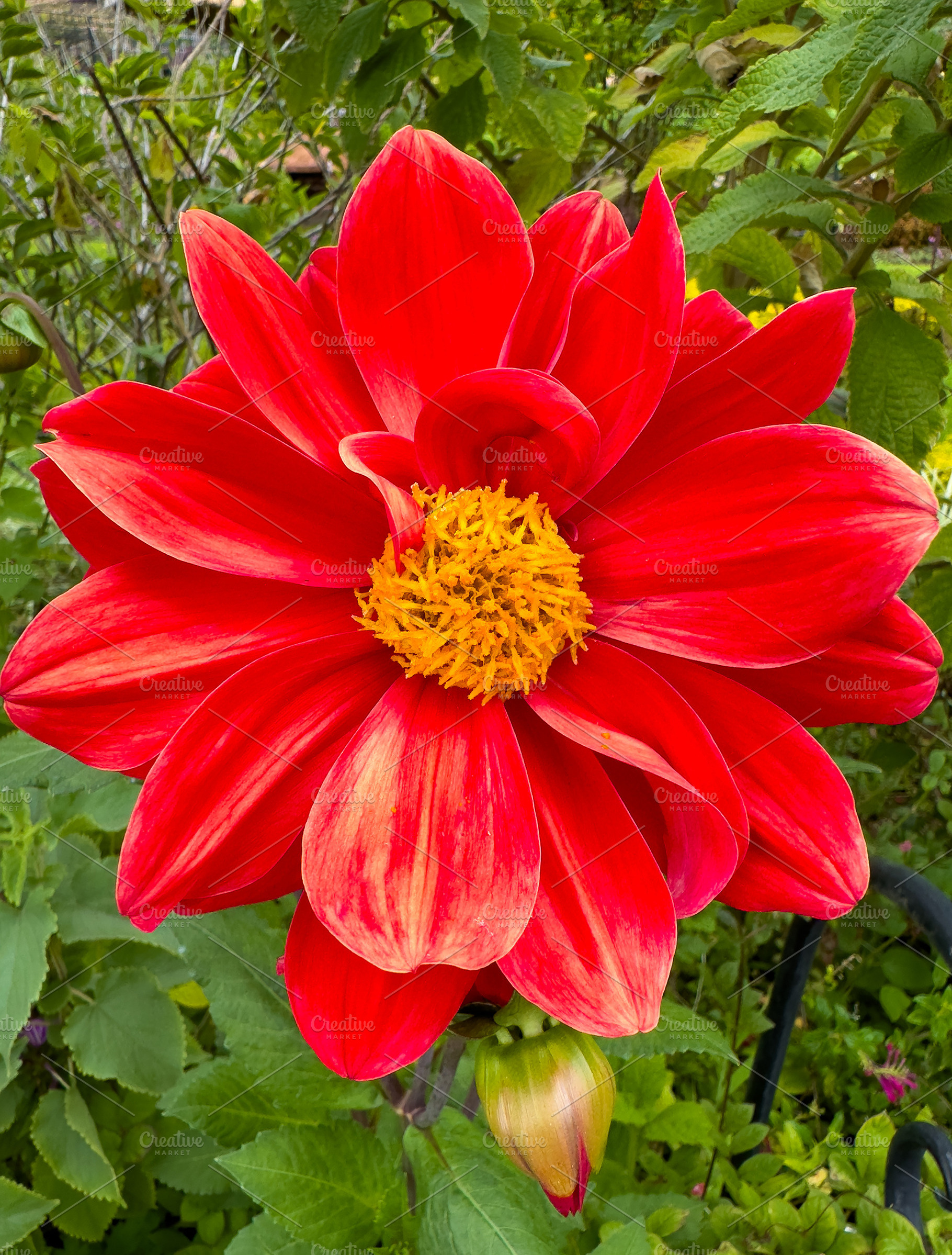 Red Dhalia Flower, a Nature Photo by THP Creative