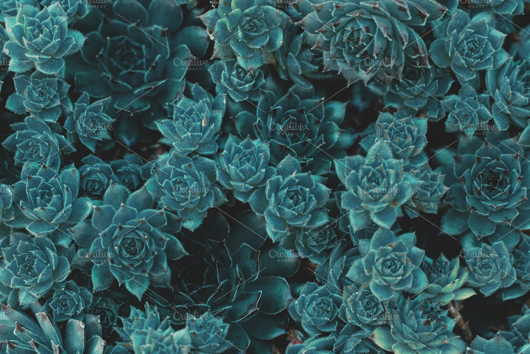 Succulents in Blue, a Nature Photo by René Jordaan Photography