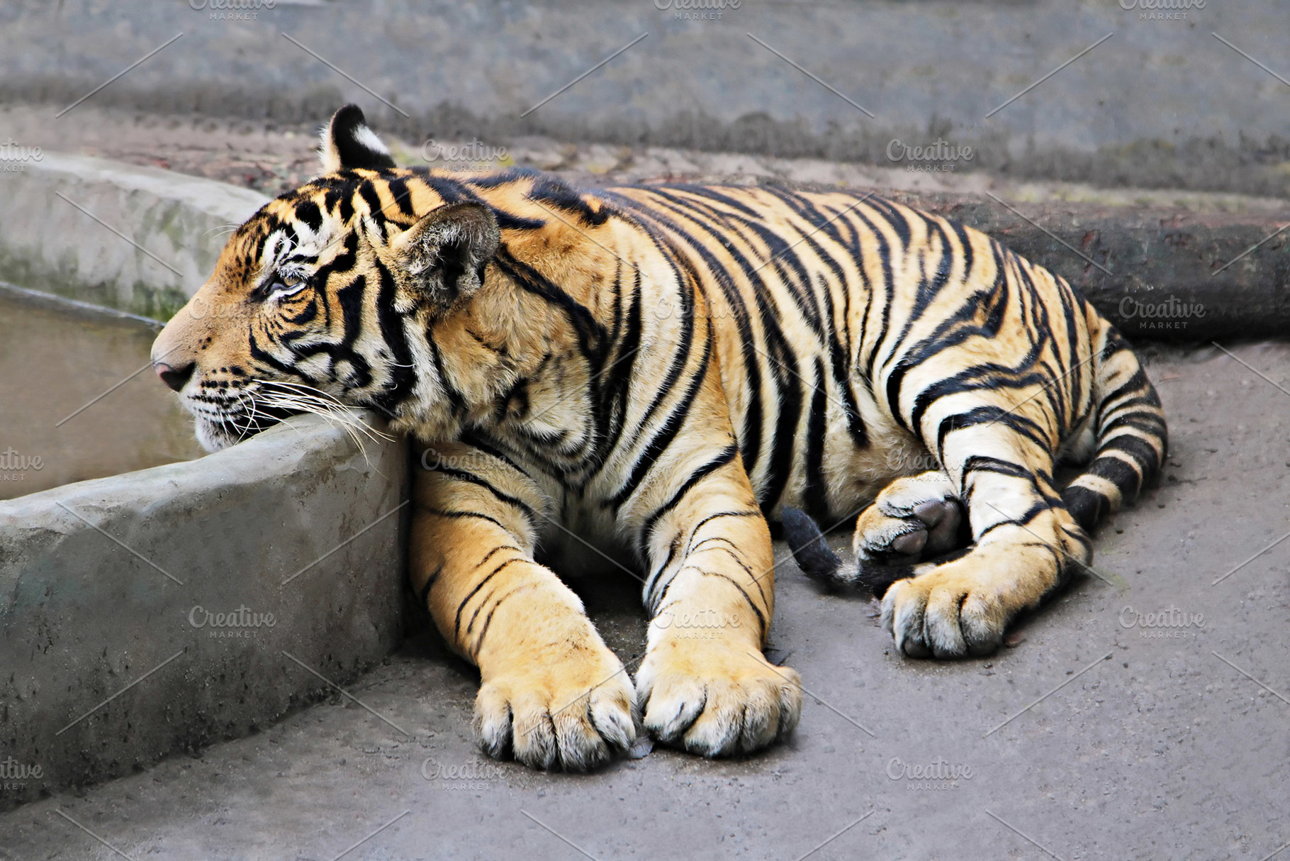 Tiger, a Photo by saiko3p