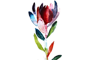 Watercolor Fynbos Flowers, a Decorative Illustration by Karliefie (Thumbnail 4 of 7)