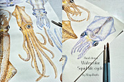 Watercolor Squid Life Cycle Set, an Education Illustration by MayaNavits (Thumbnail 8 of 8)