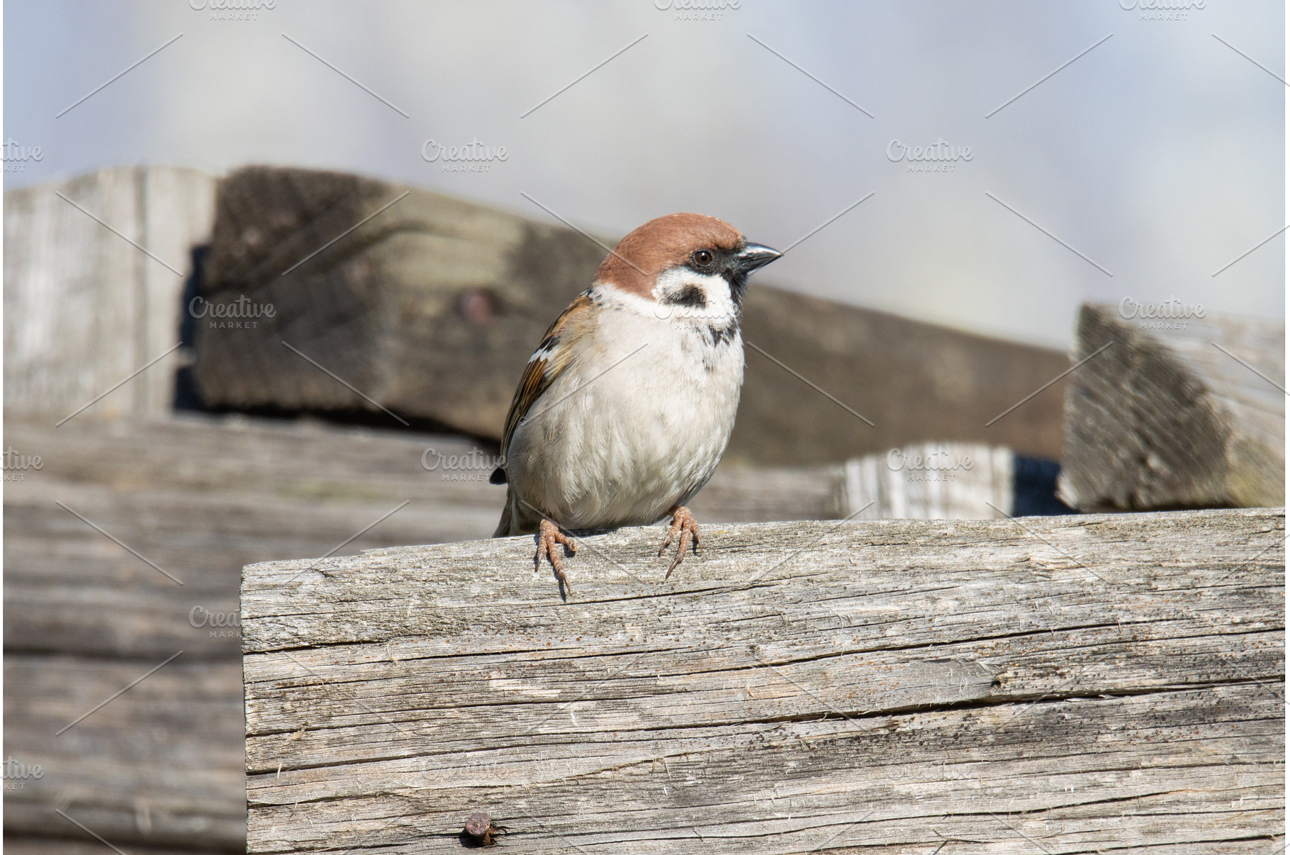 mall Eurasian Tree Sparrow Perched, an Animal Photo by Pakosta