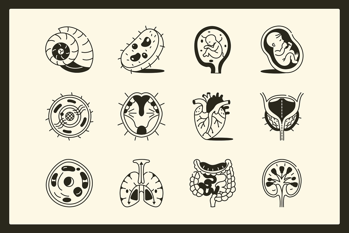 Anatomy Drawing Illustration, an Outline Icon by Vectors Market (Photo 6 of 8)