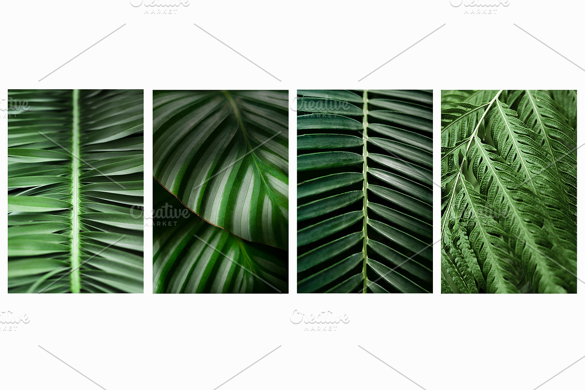 Tropical Plants Photos Bundle, a Nature Photo by eezo (Photo 4 of 6)