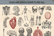87% OFF Vintage Bundle - Free Update, an Animal Illustration by Brigantine Designs (Thumbnail 8 of 21)