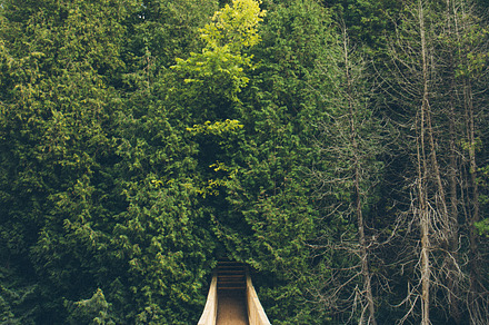 Wooden Suspended Bridge in Forest