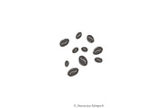 Purrfect Barista Hand Drawn Clipart, an Illustration by Anastasiya Klempach (Thumbnail 9 of 13)