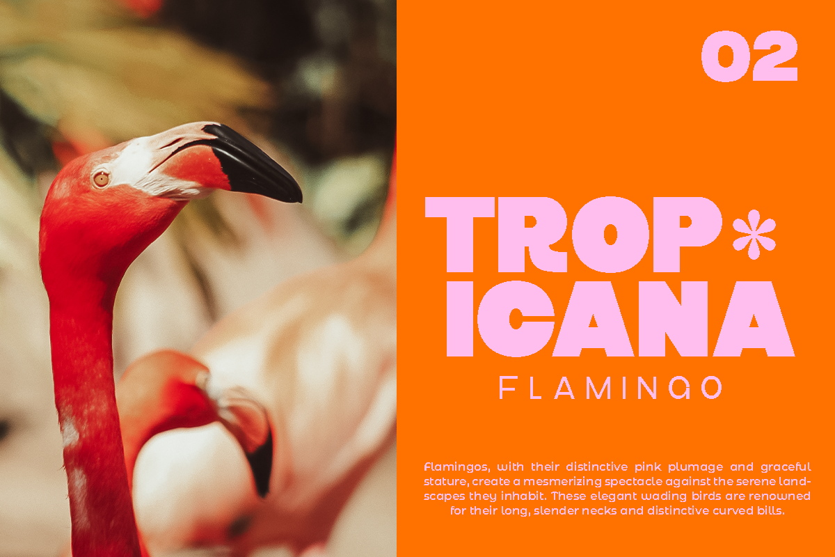Crog - Chunky Heavy Sans, a Sans Serif Font by Pandeka Studio (Photo 4 of 12)