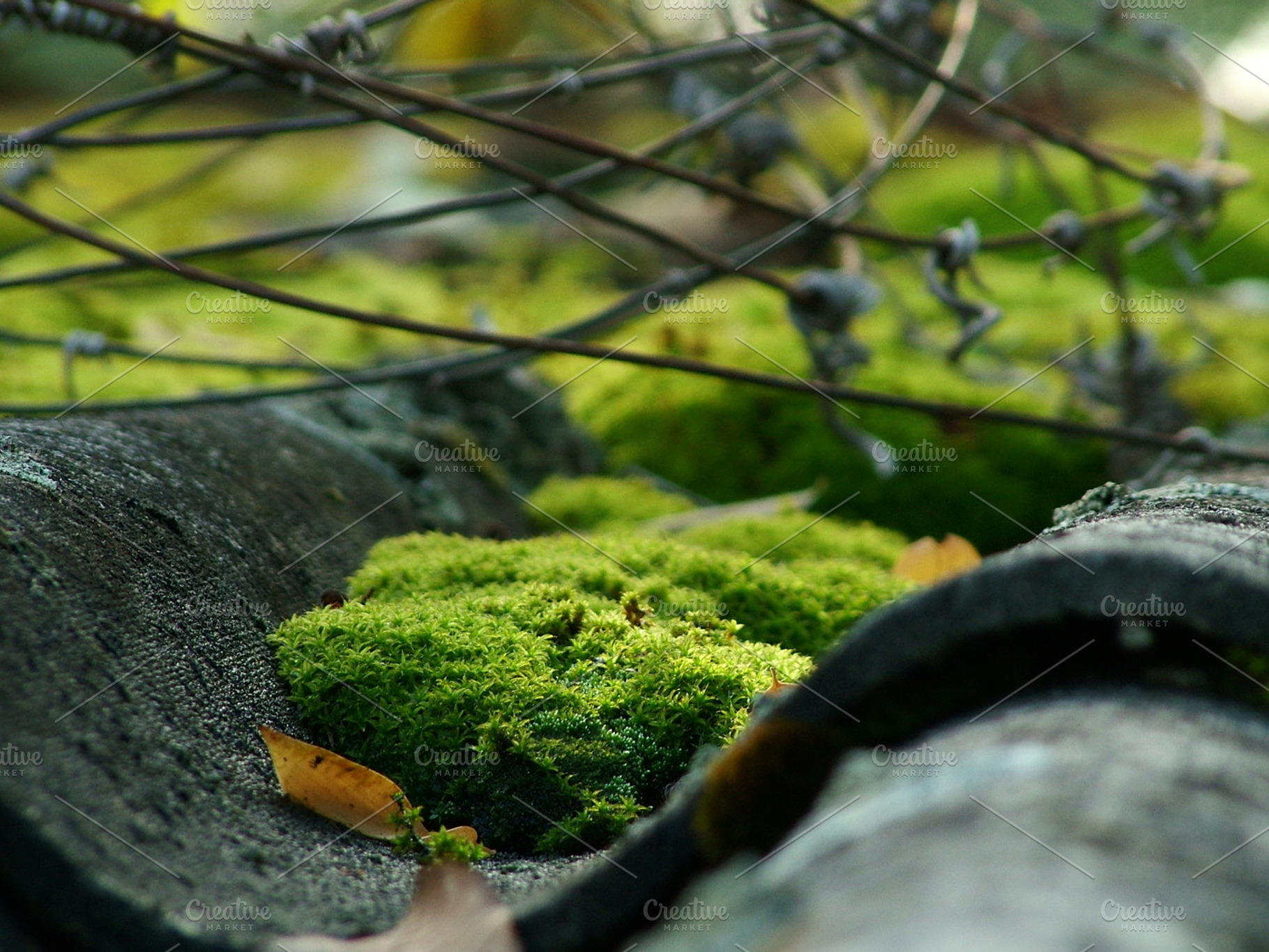 Moss close up detail featuring nature, plant, and petail
