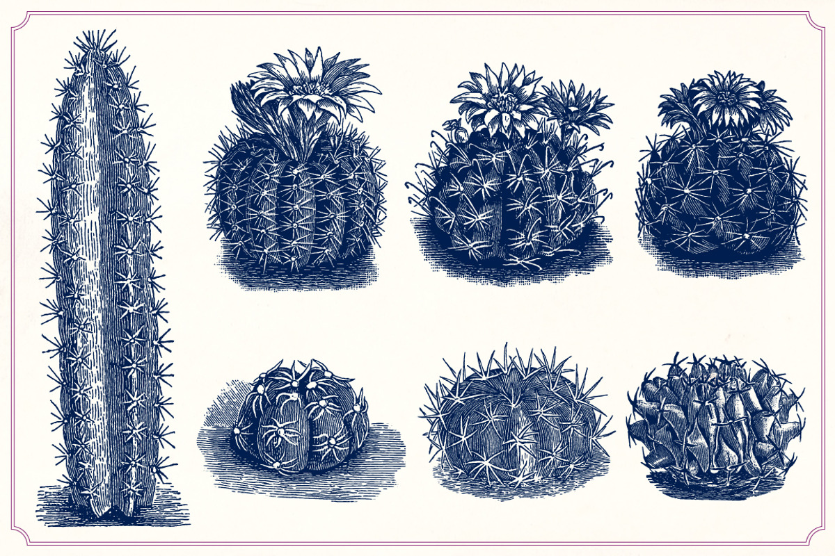 Vintage Cacti and Succulents, an Object Illustration by Mr Vintage (Photo 3 of 11)