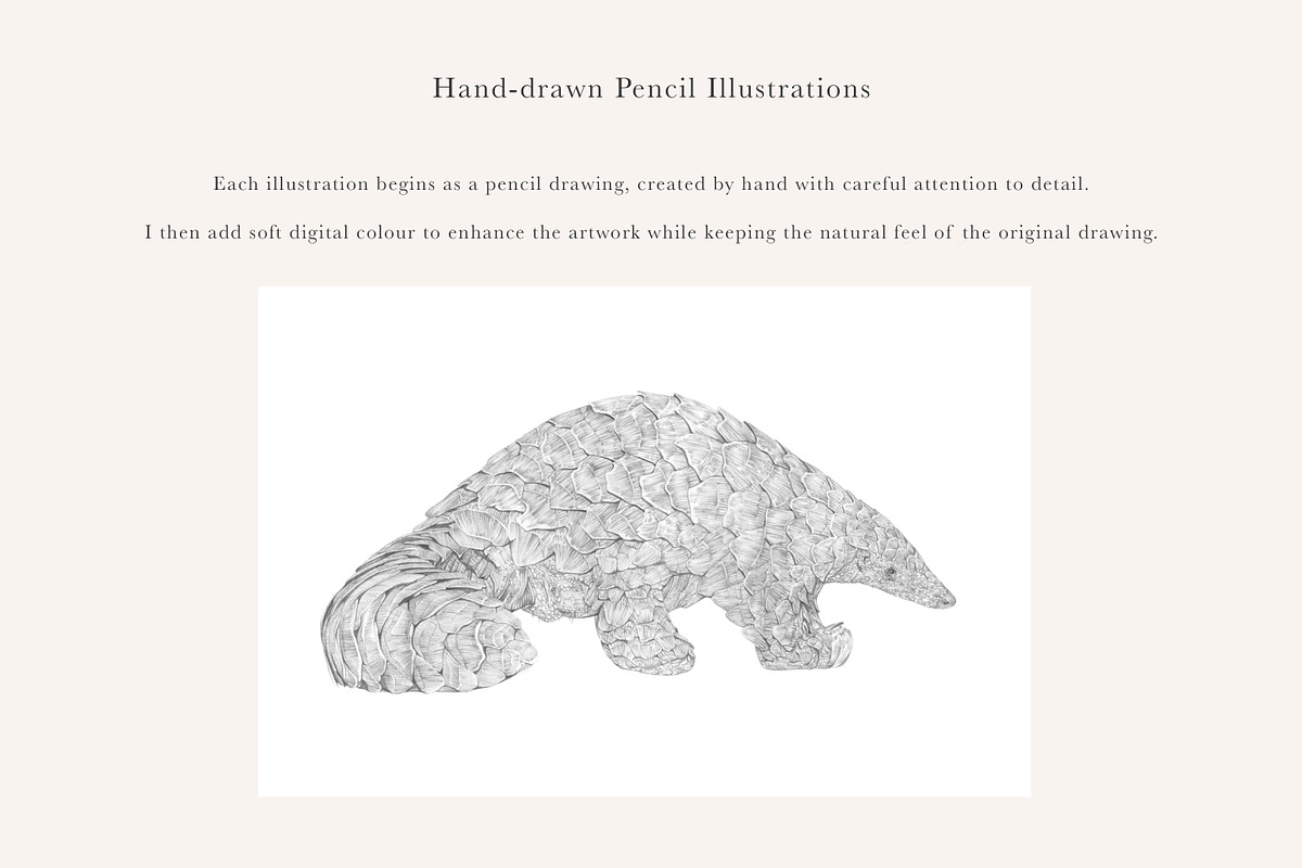 Pangolin Illustration - PNG, an Animal Illustration by LaurenFittonIllustration (Photo 6 of 7)