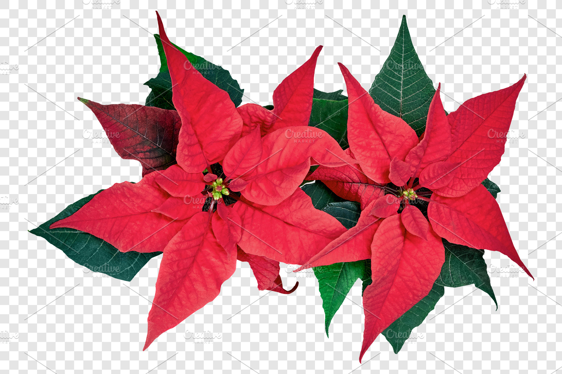 Christmas Poinsettia Transparent, a Holiday Photo by jessicamdesign
