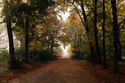 100+ New Hi-Res Autumn Photos, a Background Photo by moonloop (Thumbnail 2 of 13)