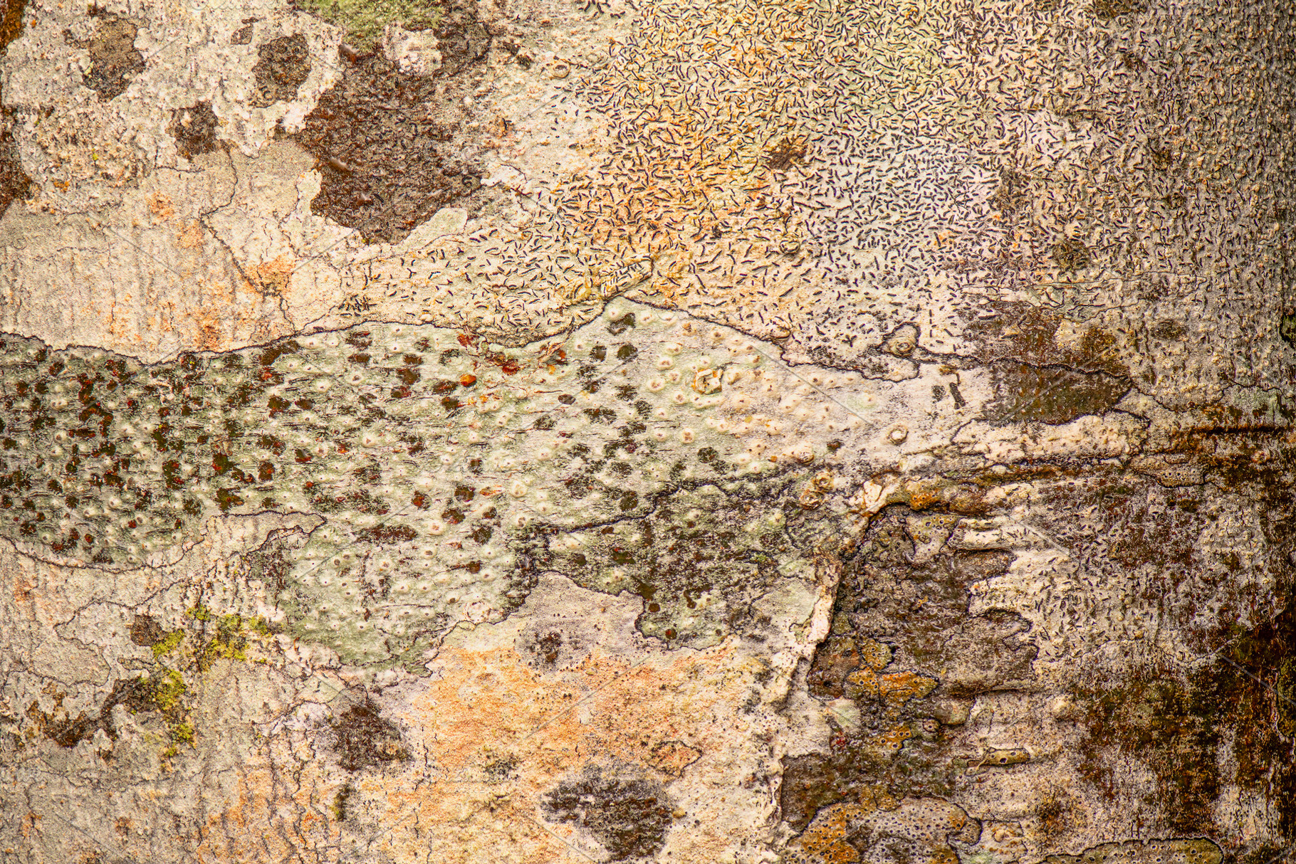 Coachwood Tree Bark, a Nature Photo by Rob D
