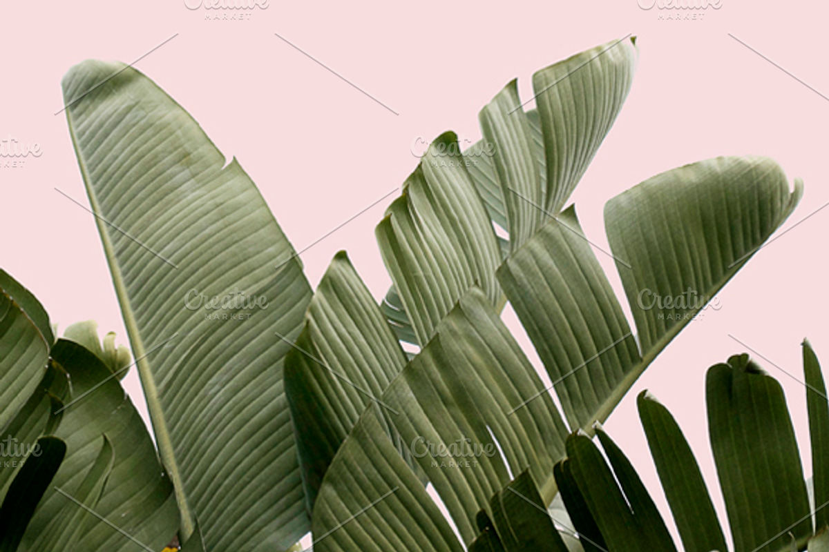 Plants on Pink ~ 4 Stock Photos, a Nature Photo by Dee Andreoli Photography (Photo 2 of 5)