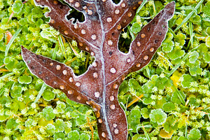 Leaf On Frozen Ground, a Nature Photo by THP Creative