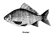 Fish collection, part 4, an Illustration by ZotovShop (Thumbnail 10 of 11)
