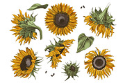 Hand drawn botanical bundle, an Illustration by handsketched (Thumbnail 24 of 24)