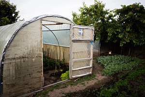Greenhouse and vegetable garden in a sunny backyard setting, a Photo by AS photostudio