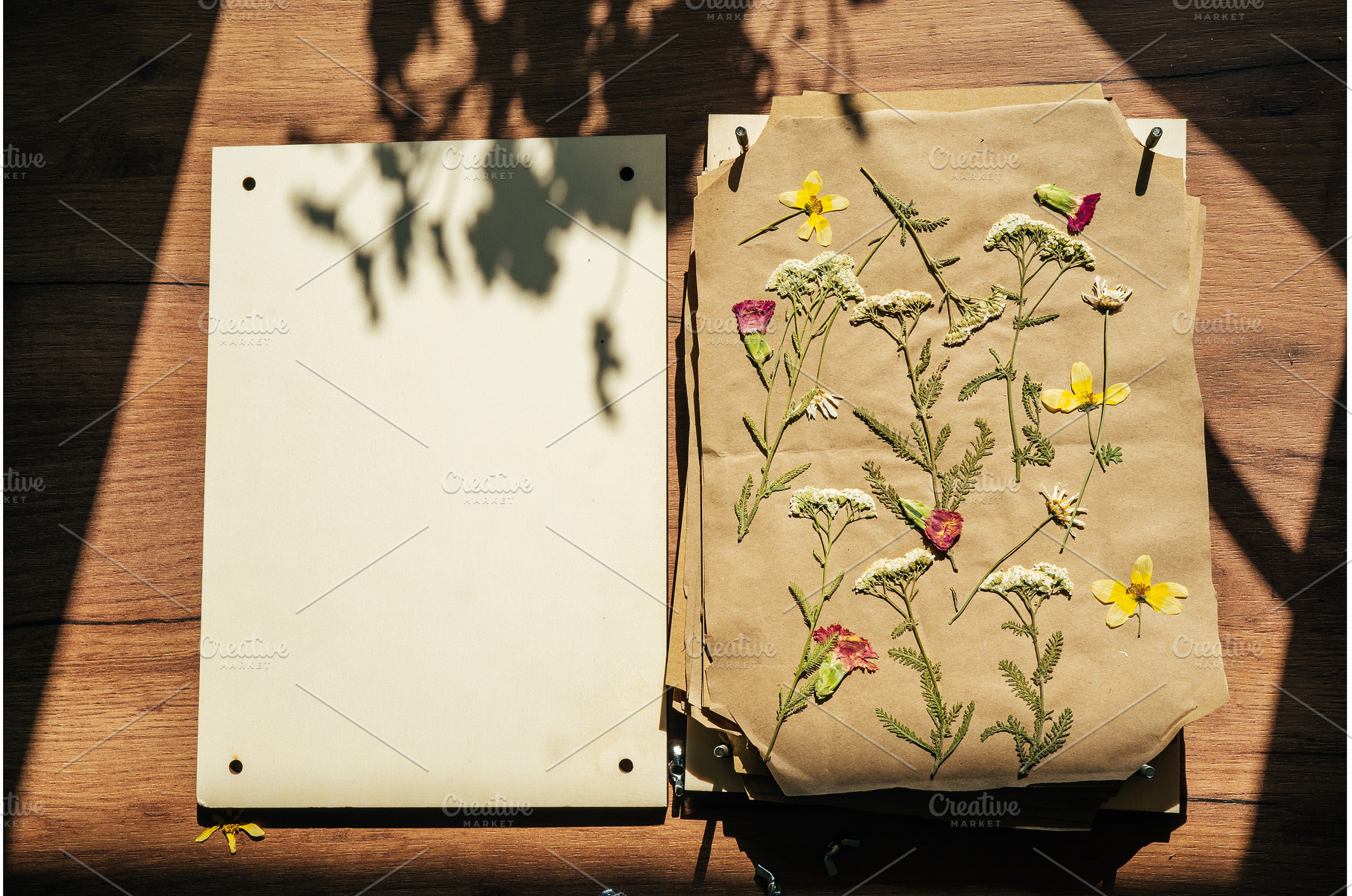 Dry pressed plants and flowers on a, a Nature Photo by Yummypic