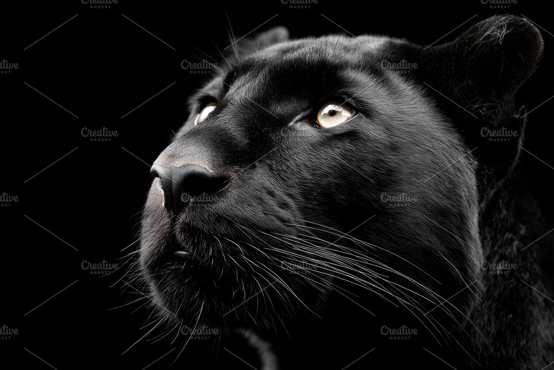 Close-up of a black panther, an Animal Photo by AlyaAnd