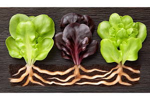 Fresh and vibrant microgreens are, a Food & Drink Photo by ZinetroN