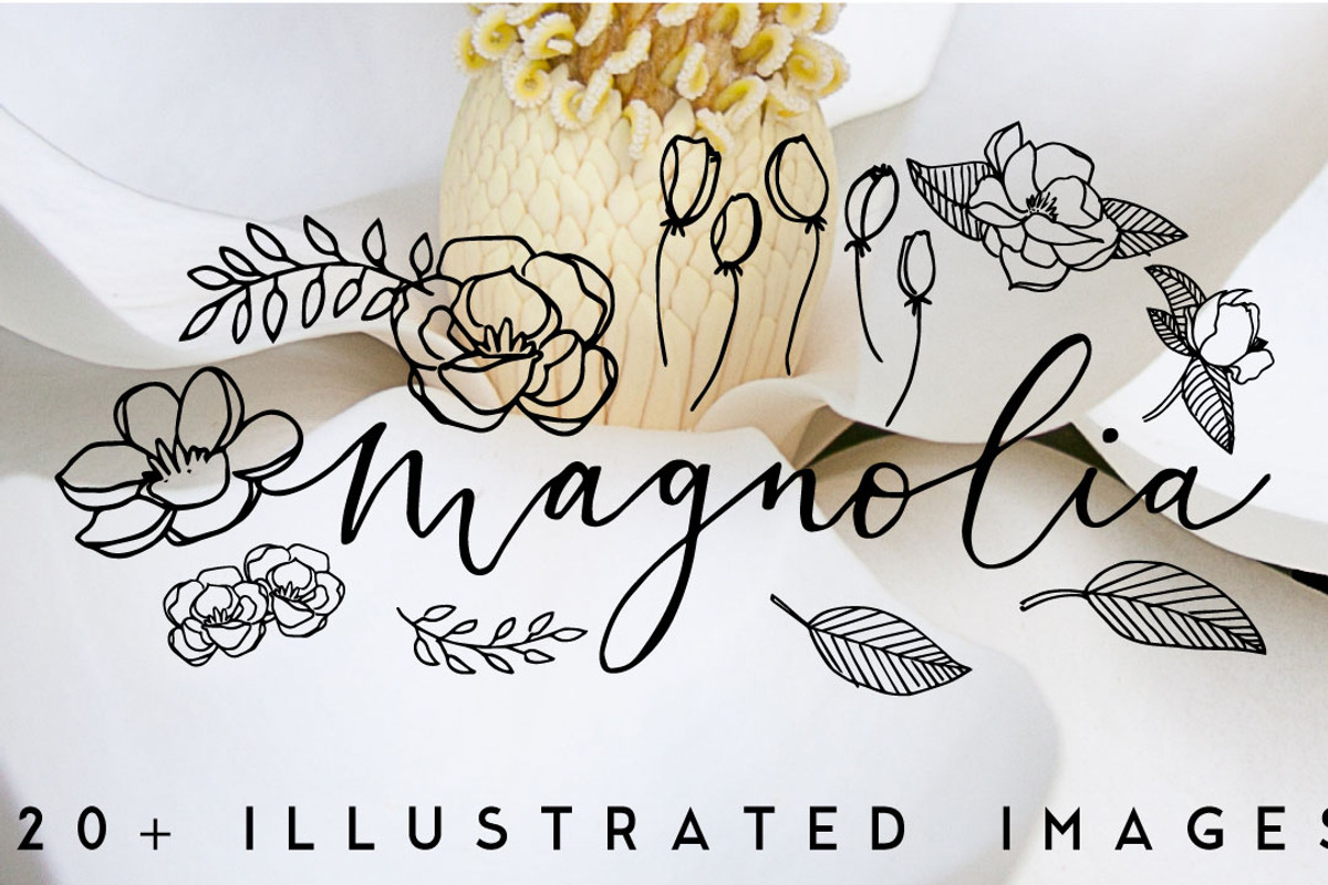 20+ Magnolia Flower Illustrations, an Illustration by The Higgins Creative (Photo 1 of 3)